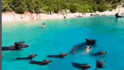 Copertina di “Ennesima idiozia, si rischiano leptospirosi e infezioni. Quell’acqua è contaminata da feci e urina degli animali”: l’ira di Bassetti per “Pig Beach”, l’isola dove si nuota tra i maiali