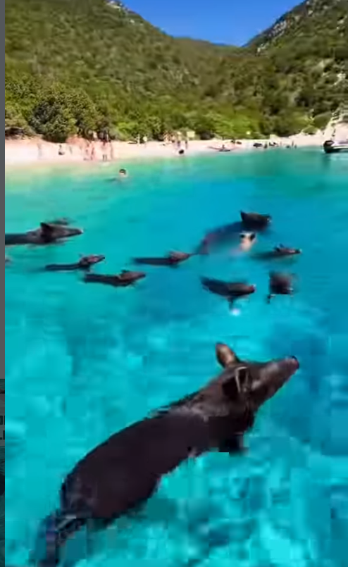 ennesima idiozia si rischiano leptospirosi e infezioni quell8217acqua 232 contaminata da feci e urina degli animali l8217ira di bassetti per pig beach l8217isola dove si nuota tra i maiali da Ilfattoquotidiano.it ennesima idiozia si rischiano leptospirosi e infezioni quell8217acqua 232 contaminata da feci e urina degli animali l8217ira di bassetti per pig beach l8217isola dove si nuota tra i maiali
