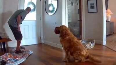 Copertina di “È il peggior cane da guardia”: un ladro entra in casa mentre i proprietari sono via, il golden retriever lo accoglie portandogli la palla per giocare
