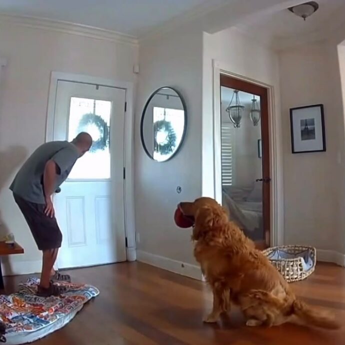 “È il peggior cane da guardia”: un ladro entra in casa mentre i proprietari sono via, il golden retriever lo accoglie portandogli la palla per giocare