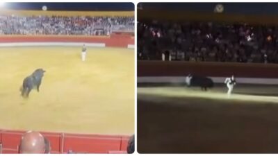 Copertina di “L’impianto di illuminazione aveva subito già diversi guasti prima dell’inizio della competizione”: blackout in Spagna durante la corrida, il torero finisce a terra