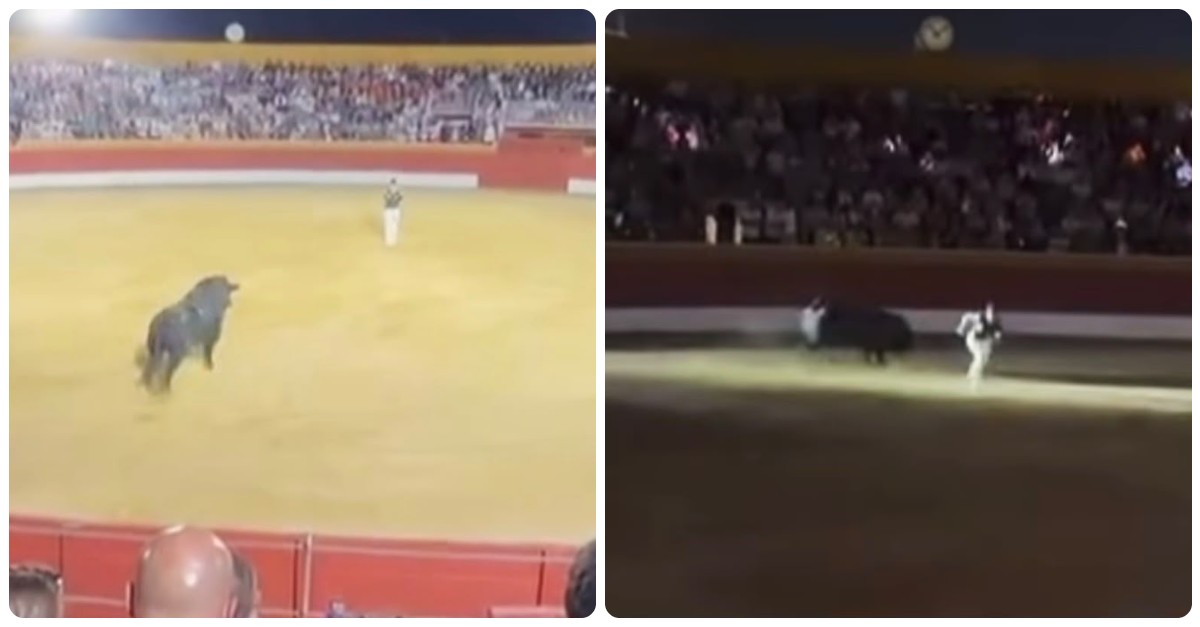 l8217impianto di illuminazione aveva subito gi224 diversi guasti prima dell8217inizio della competizione blackout in spagna durante la corrida il torero finisce a terra da Ilfattoquotidiano.it l8217impianto di illuminazione aveva subito gi224 diversi guasti prima dell8217inizio della competizione blackout in spagna durante la corrida il torero finisce a terra
