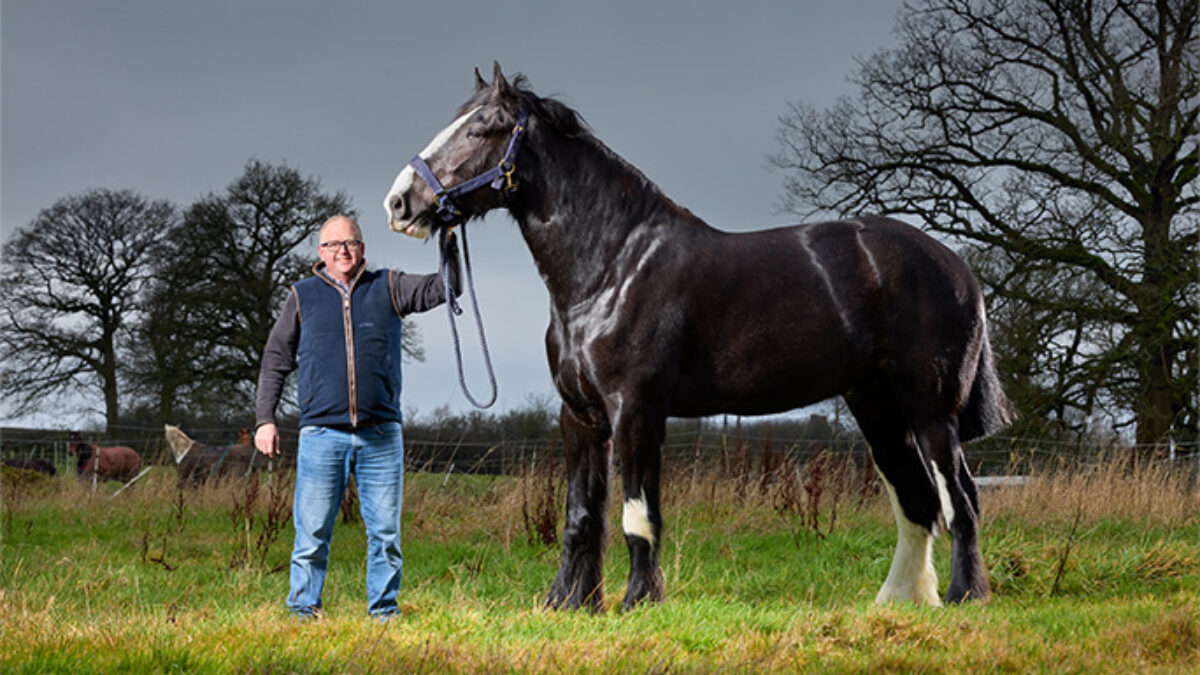 “È il cavallo vivente più alto al mondo”: ecco Hugo, il purosangue inglese che può ancora crescere e superare i 199 centimetri di altezza