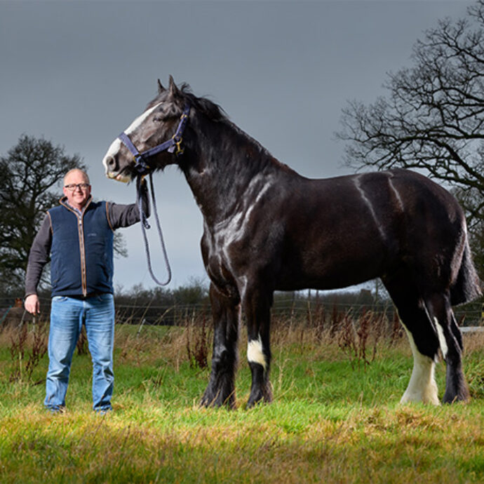 “È il cavallo vivente più alto al mondo”: ecco Hugo, il purosangue inglese che può ancora crescere e superare i 199 centimetri di altezza