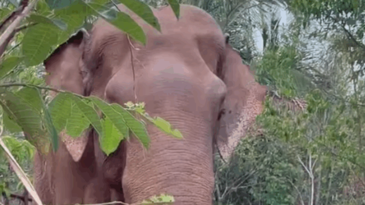 A 54 anni Sandro inizia la sua nuova vita dopo 40 anni allo zoo e costretto in cattività: la storia dell’elefante salvato e del viaggio per arrivare nel santuario del Mato Grosso