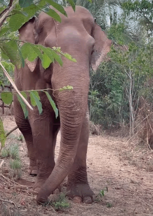 A 54 anni Sandro inizia la sua nuova vita dopo 40 anni allo zoo e costretto in cattività: la storia dell’elefante salvato e del viaggio per arrivare nel santuario del Mato Grosso