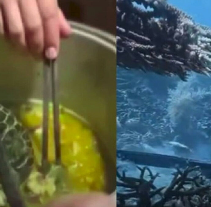 Si immerge con un fucile subacqueo, incontra una tartaruga rara, le spara, poi la cucina, la mangia e pubblica il video sui social: orrore nell’area protetta di Raja Ampat