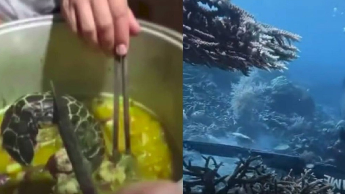 si immerge con un fucile subacqueo incontra una tartaruga rara le spara poi la cucina la mangia e pubblica il video sui social orrore nell8217area protetta di raja ampat da Ilfattoquotidiano.it si immerge con un fucile subacqueo incontra una tartaruga rara le spara poi la cucina la mangia e pubblica il video sui social orrore nell8217area protetta di raja ampat