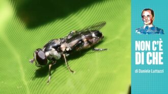 Sirfidi, satira menippea e squali scacchiera: un po’ di erudizione non guasta
