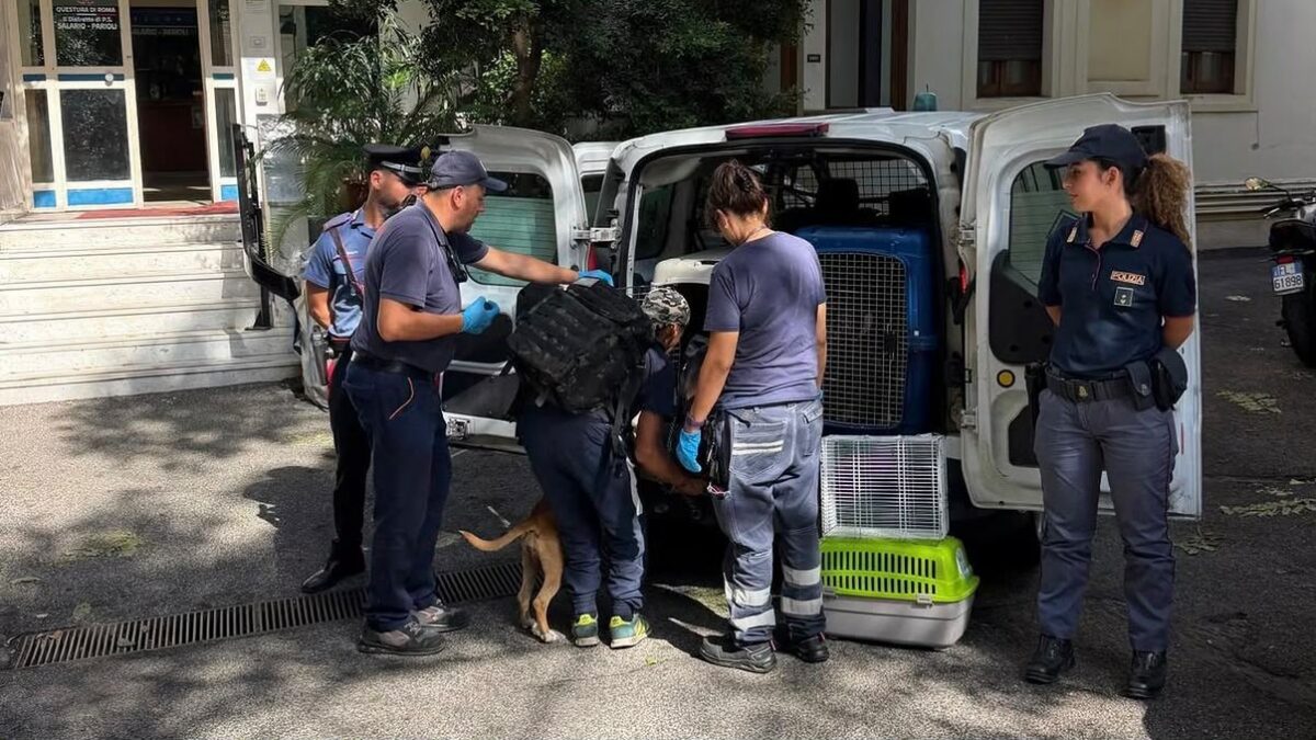 sembravano schegge impazzite un branco di pitbull sbrana una corgi a villa borghese identificato il proprietario dei cani da Ilfattoquotidiano.it sembravano schegge impazzite un branco di pitbull sbrana una corgi a villa borghese identificato il proprietario dei cani