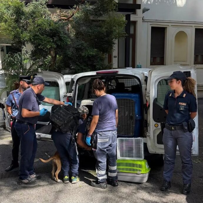 “Sembravano schegge impazzite”: un branco di pitbull sbrana una corgi a Villa Borghese, identificato il proprietario dei cani