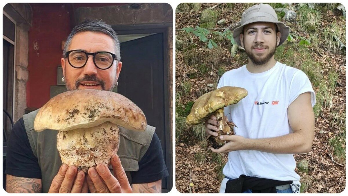 Funghi record: è gara tra Liguria e Toscana per la regione dove è stato raccolto il porcino più grosso