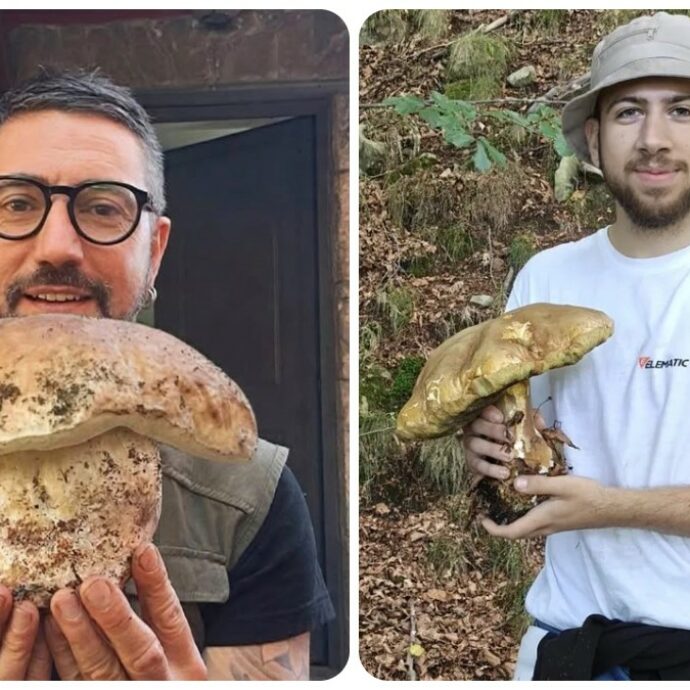 Funghi record: è gara tra Liguria e Toscana per la regione dove è stato raccolto il porcino più grosso
