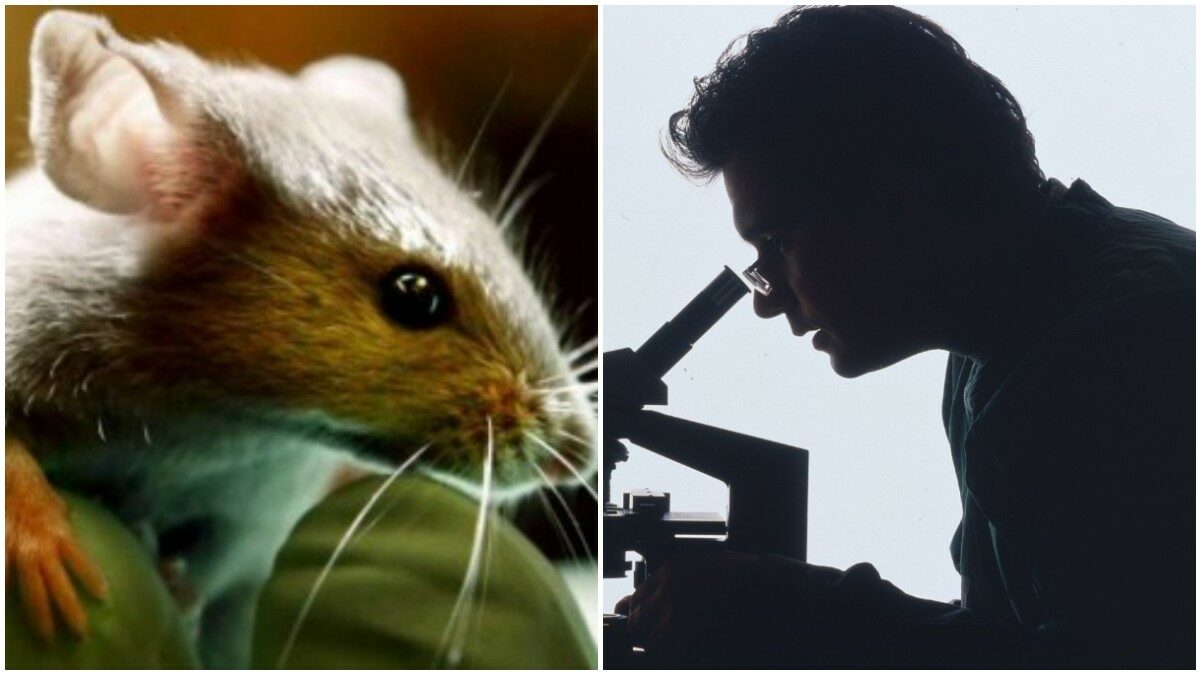sclerosi multipla lo studio sul farmaco sperimentale che fa regredire paralisi e cecit224 nei topi da Ilfattoquotidiano.it sclerosi multipla lo studio sul farmaco sperimentale che fa regredire paralisi e cecit224 nei topi