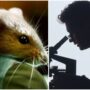 Copertina di Sclerosi multipla, lo studio sul farmaco sperimentale che fa regredire paralisi e cecità nei topi