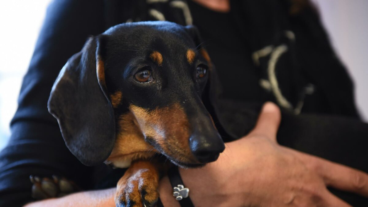 200 una truffa vieni a cercarmi un finto venditore di cani tenta di raggirare un uomo di roma con l8217acquisto di un bassotto da Ilfattoquotidiano.it 200 una truffa vieni a cercarmi un finto venditore di cani tenta di raggirare un uomo di roma con l8217acquisto di un bassotto