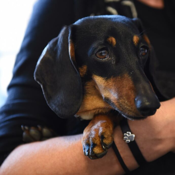 “È una truffa, vieni a cercarmi”: un finto venditore di cani tenta di raggirare un uomo di Roma con l’acquisto di un bassotto