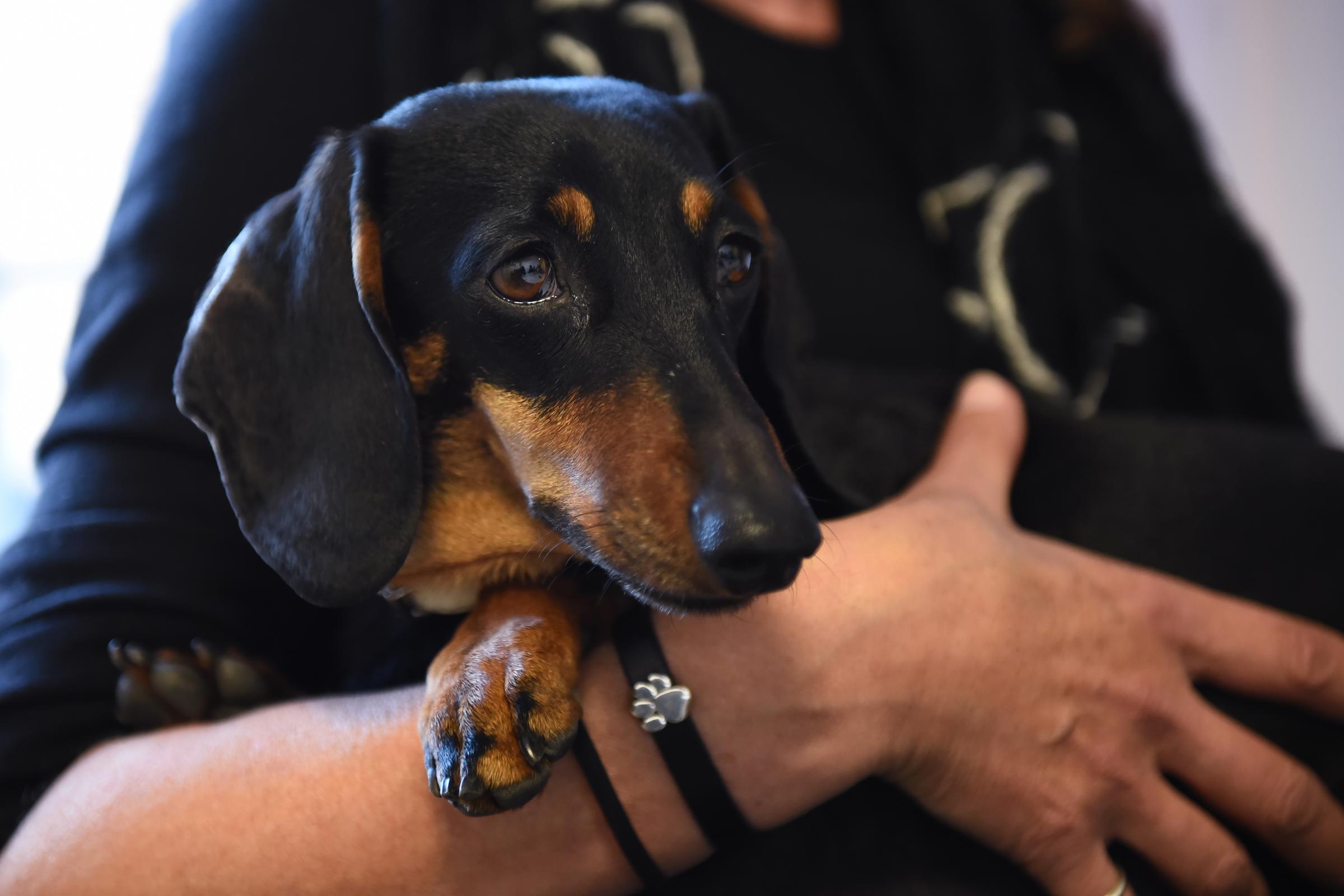 “È una truffa, vieni a cercarmi”: un finto venditore di cani tenta di raggirare un uomo di Roma con l’acquisto di un bassotto