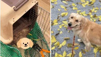 Copertina di “Vi ho consegnato la mia bimba viva. Voi mi avete restituito il suo corpo. Ho pagato 300 dollari per far volare il mio cane con me, voglio sapere cos’è successo”: la storia di Jennifer e della sua Bubble