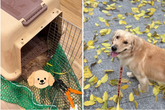 “Vi ho consegnato la mia bimba viva. Voi mi avete restituito il suo corpo. Ho pagato 300 dollari per far volare il mio cane con me, voglio sapere cos’è successo”: la storia di Jennifer e della sua Bubble