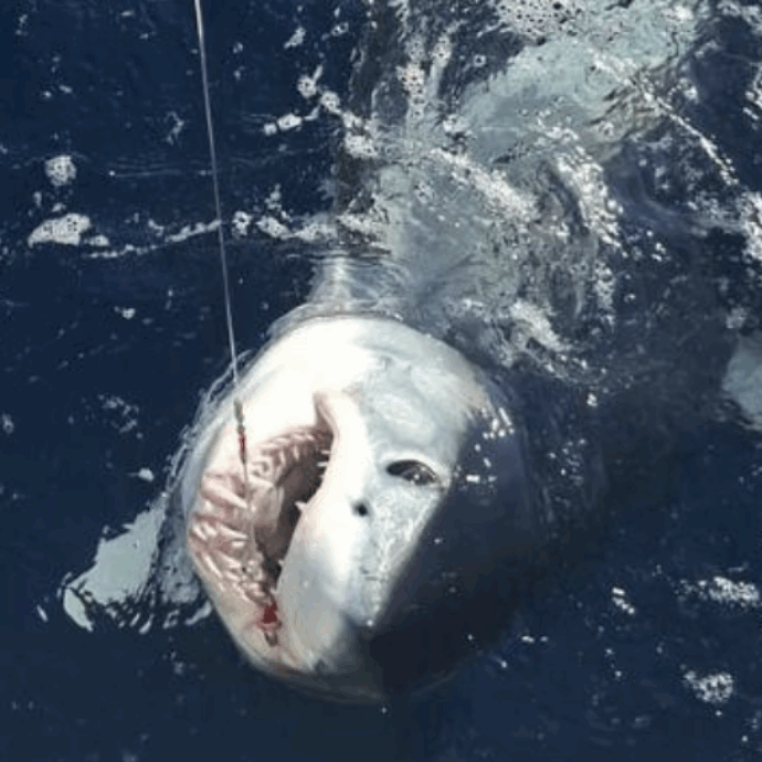 “Sembrava un film, non il mare di Livorno”: lo squalo mako “più pazzo” del Mediterraneo spunta a un miglio dalla costa. Il pescatore combatte 50 minuti con “una macchina da guerra”