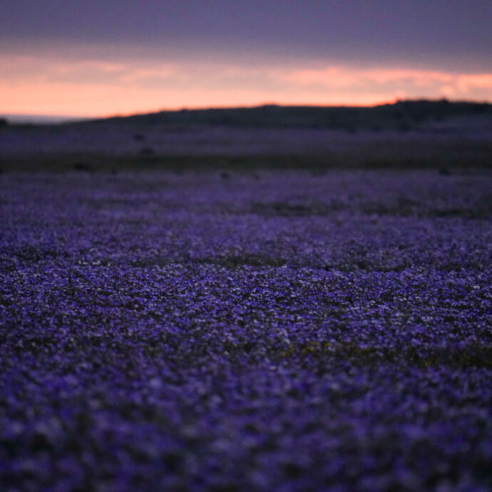 Il “desierto florido” di Atacama si risveglia in anticipo: il Super El Niño innesca la fioritura più abbondante degli ultimi trent’anni