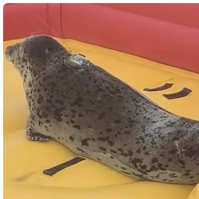“Ha sviluppato un’associazione tra l’uomo e la sicurezza”: la storia di Nana, la foca che non riesce a staccarsi dagli esseri umani e non sa più vivere in Natura
