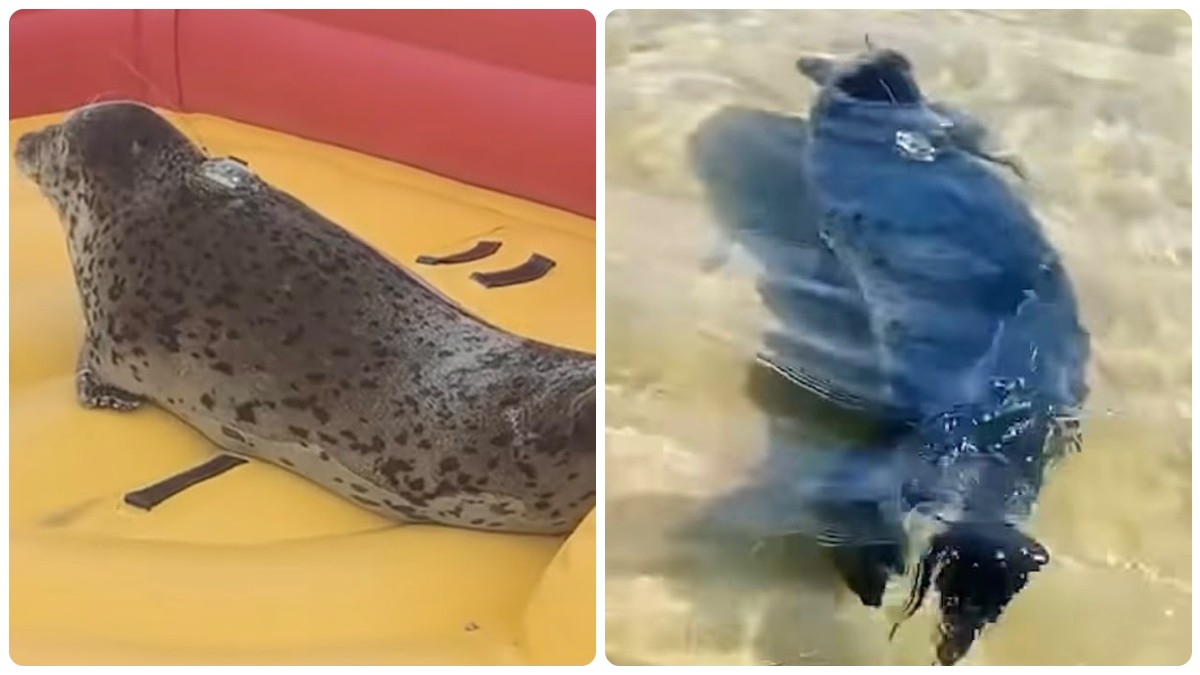 ha sviluppato un8217associazione tra l8217uomo e la sicurezza la storia di nana la foca che non riesce a staccarsi dagli esseri umani e non sa pi249 vivere in natura da Ilfattoquotidiano.it ha sviluppato un8217associazione tra l8217uomo e la sicurezza la storia di nana la foca che non riesce a staccarsi dagli esseri umani e non sa pi249 vivere in natura