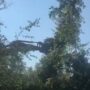 Copertina di Bosco Ospizio, le ruspe abbattono gli alberi prima della decisione del Consiglio di Stato