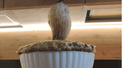 Copertina di “Con un fungo così mangiano almeno 15 persone, è il più grande che abbiamo mai raccolto”: trovato un porcino da record, pesa quasi 2 chili