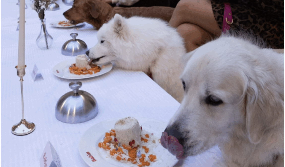 Lo chef stellato Thierry Marx prepara una cena di lusso per 40 cani a Parigi con patè e piatti d’alta cucina, scoppia la polemica: “Uno sfoggio indecente mentre i francesi saltano i pasti”