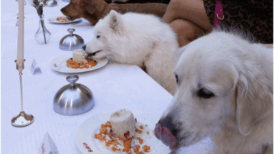 Copertina di Lo chef stellato Thierry Marx prepara una cena di lusso per 40 cani a Parigi con patè e piatti d’alta cucina, scoppia la polemica: “Uno sfoggio indecente mentre i francesi saltano i pasti”