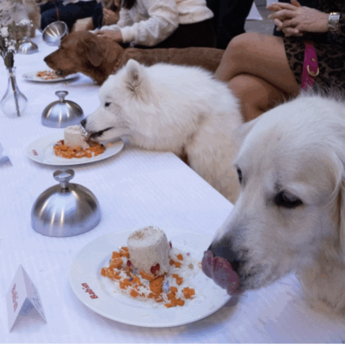 Lo chef stellato Thierry Marx prepara una cena di lusso per 40 cani a Parigi con patè e piatti d’alta cucina, scoppia la polemica: “Uno sfoggio indecente mentre i francesi saltano i pasti”