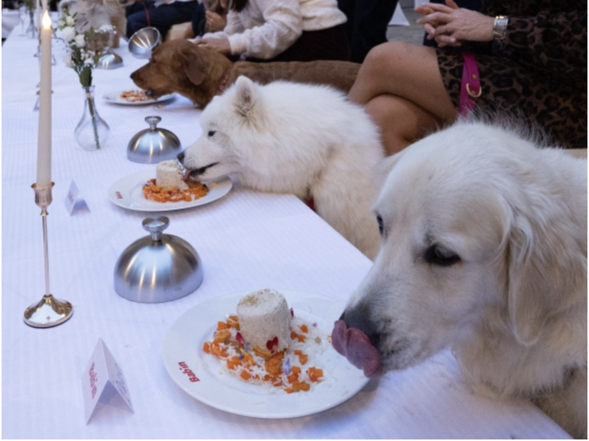 lo chef stellato thierry marx prepara una cena di lusso per 40 cani a parigi con pat232 e piatti d8217alta cucina scoppia la polemica uno sfoggio indecente mentre i francesi saltano i pasti da Ilfattoquotidiano.it lo chef stellato thierry marx prepara una cena di lusso per 40 cani a parigi con pat232 e piatti d8217alta cucina scoppia la polemica uno sfoggio indecente mentre i francesi saltano i pasti