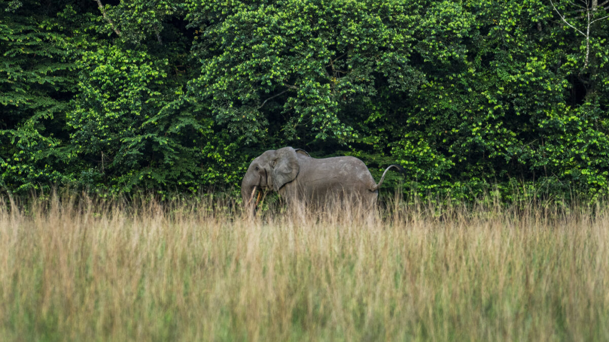 quando uno elefante viene ucciso il resto diventa difensivo l8217associazione elephant protection society contro una decisione del governo da Ilfattoquotidiano.it quando uno elefante viene ucciso il resto diventa difensivo l8217associazione elephant protection society contro una decisione del governo