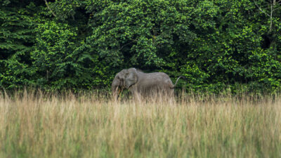 Copertina di “Quando uno elefante viene ucciso, il resto diventa difensivo”: l’associazione Elephant Protection Society contro una decisione del governo