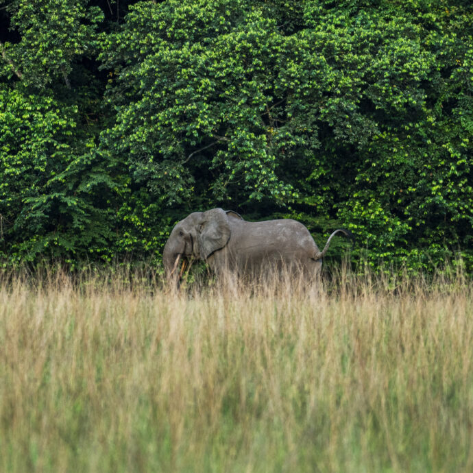 “Quando uno elefante viene ucciso, il resto diventa difensivo”: l’associazione Elephant Protection Society contro una decisione del governo
