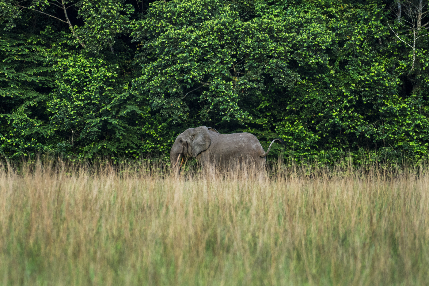 “Quando uno elefante viene ucciso, il resto diventa difensivo”: l’associazione Elephant Protection Society contro una decisione del governo