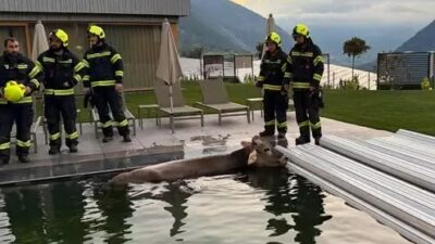 Copertina di “Aiuto, c’è una mucca in piscina”: l’insolita chiamata ai vigili del fuoco dei gestori di un wellness hotel in Trentino Alto Adige