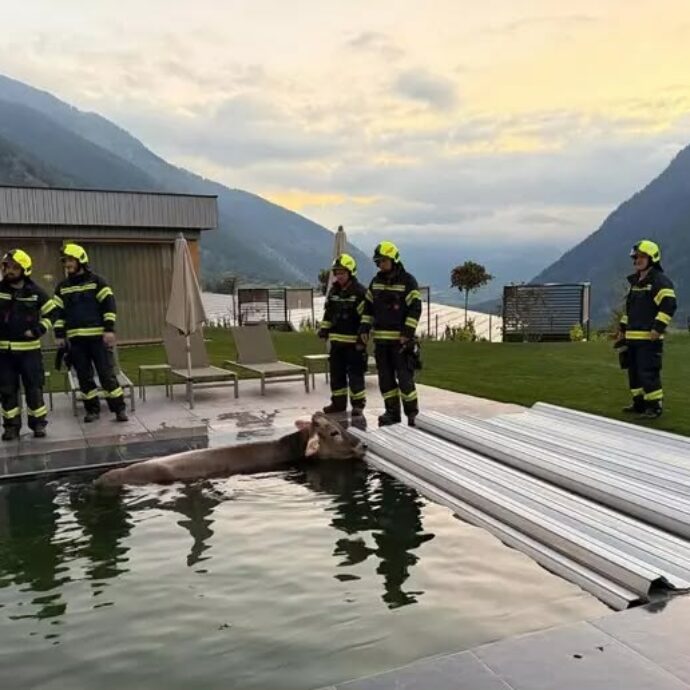 “Aiuto, c’è una mucca in piscina”: l’insolita chiamata ai vigili del fuoco dei gestori di un wellness hotel in Trentino Alto Adige