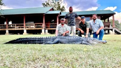 Copertina di Ucciso in Louisiana un alligatore di 4.42 metri: dentro la pancia ne aveva un altro lungo 1.2 metri. L’incredibile scoperta