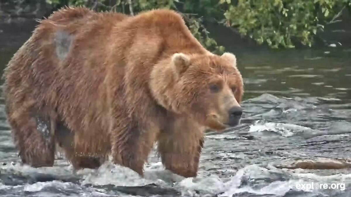 backpack 232 il vincitore della settimana dell8217orso grasso ha una forza tranquilla non 232 dominante come gli altri maschi adulti che pescano lungo la cascata da Ilfattoquotidiano.it backpack 232 il vincitore della settimana dell8217orso grasso ha una forza tranquilla non 232 dominante come gli altri maschi adulti che pescano lungo la cascata