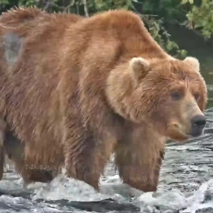 Backpack è il vincitore della “settimana dell’orso grasso”: “Ha una forza tranquilla, non è dominante come gli altri maschi adulti che pescano lungo la cascata”