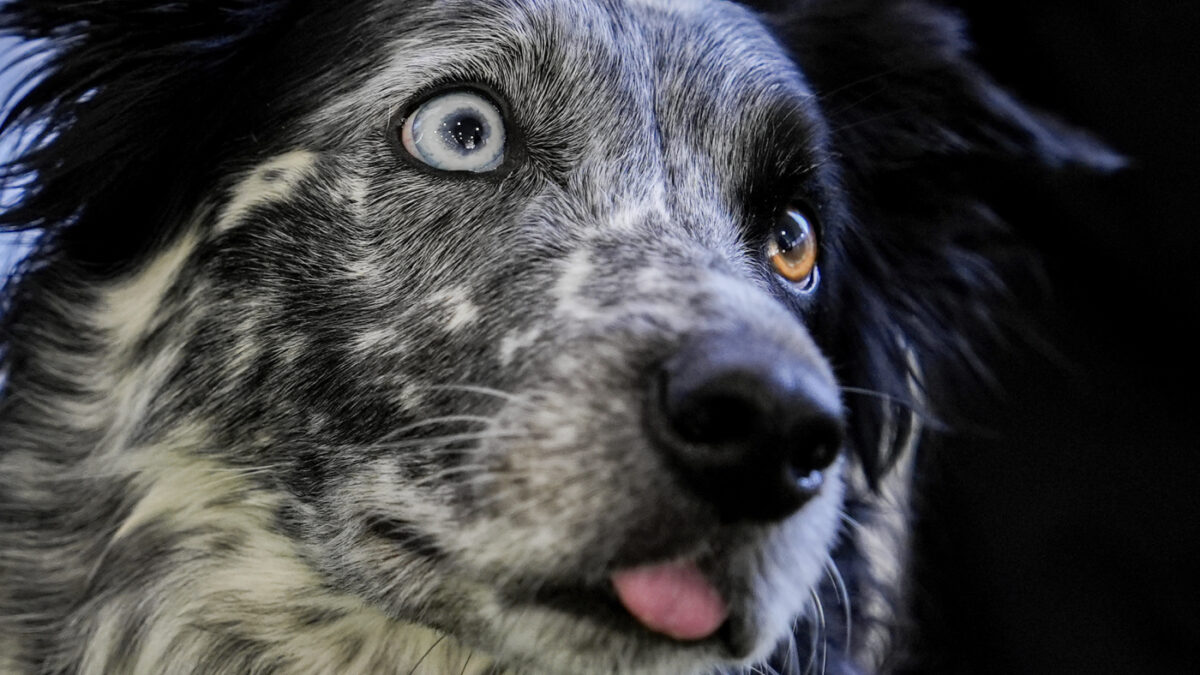 i prezzi folli per i border collie ecco perch233 questi cani da pastore costano fino a 20 mila euro e vale comunque la pena acquistarli da Ilfattoquotidiano.it i prezzi folli per i border collie ecco perch233 questi cani da pastore costano fino a 20 mila euro e vale comunque la pena acquistarli