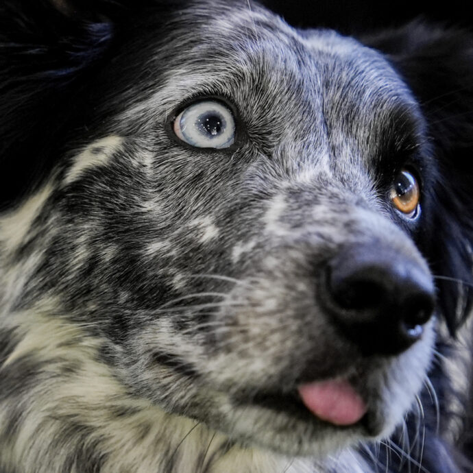 I prezzi folli per i Border Collie: ecco perché questi cani da pastore costano fino a 20 mila euro e vale comunque la pena acquistarli