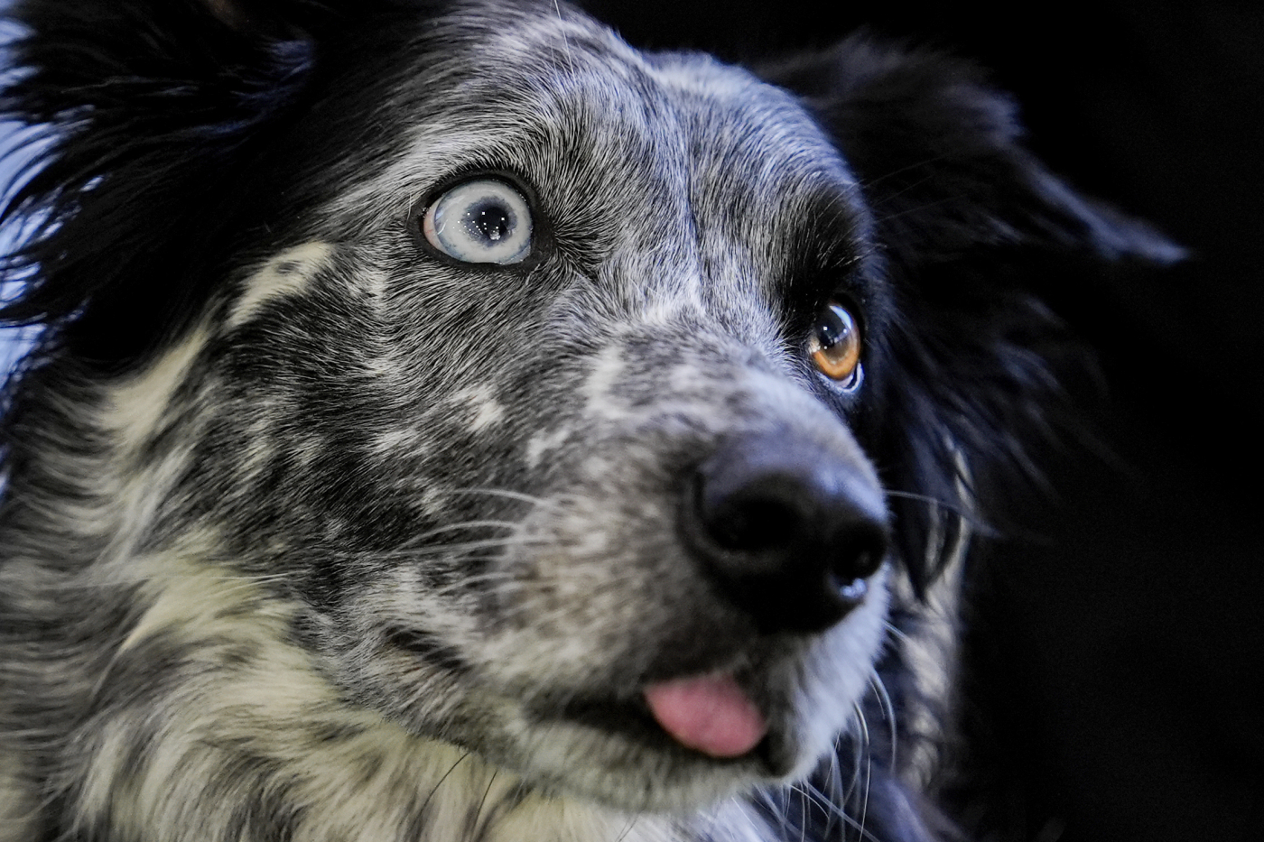 I prezzi folli per i Border Collie: ecco perché questi cani da pastore costano fino a 20 mila euro e vale comunque la pena acquistarli