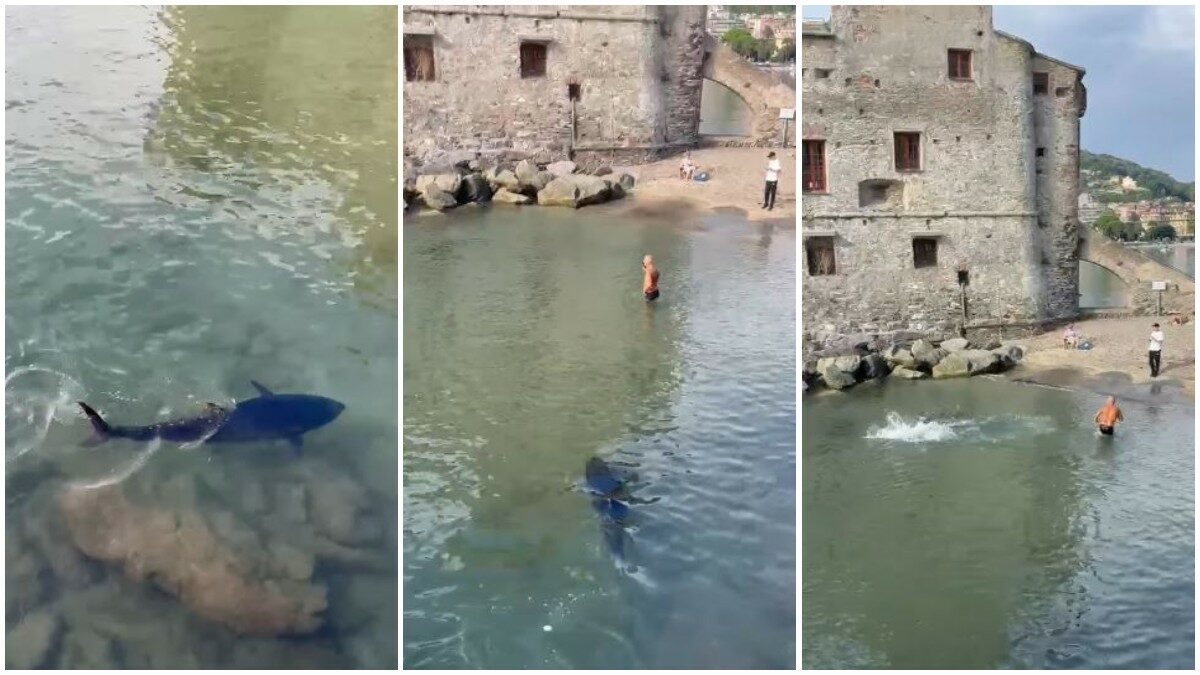 Tonno a riva tra Santa Margherita e Rapallo: il video del pesce da 100 kg e lo spavento di un bagnante