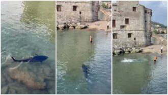 Copertina di Tonno a riva tra Santa Margherita e Rapallo: il video del pesce da 100 kg e lo spavento di un bagnante