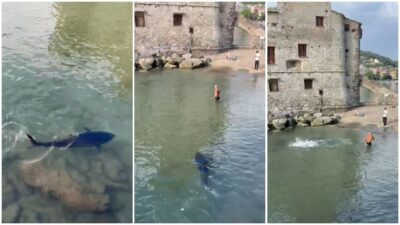 Copertina di Tonno a riva tra Santa Margherita e Rapallo: il video del pesce da 100 kg e lo spavento di un bagnante