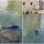 Copertina di Tonno a riva tra Santa Margherita e Rapallo: il video del pesce da 100 kg e lo spavento di un bagnante